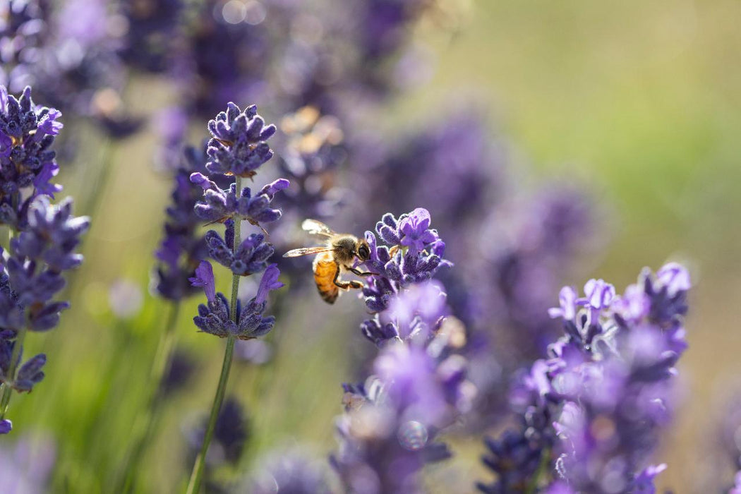 Jurlique Farm Tour + Hills Gourmet Picnic