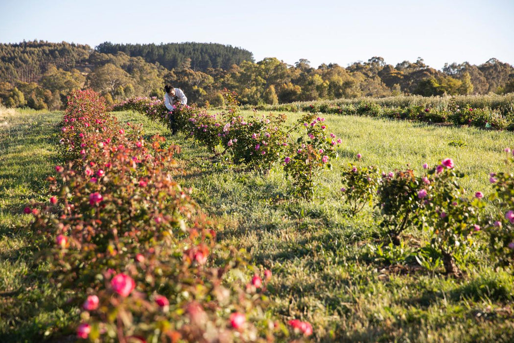 Jurlique Farm Tour & Hills Gourmet Picnic