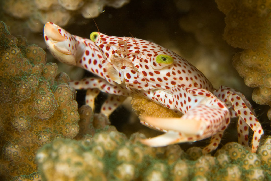 Outer Reef Or Muiron Island Dive And Snorkel Tour