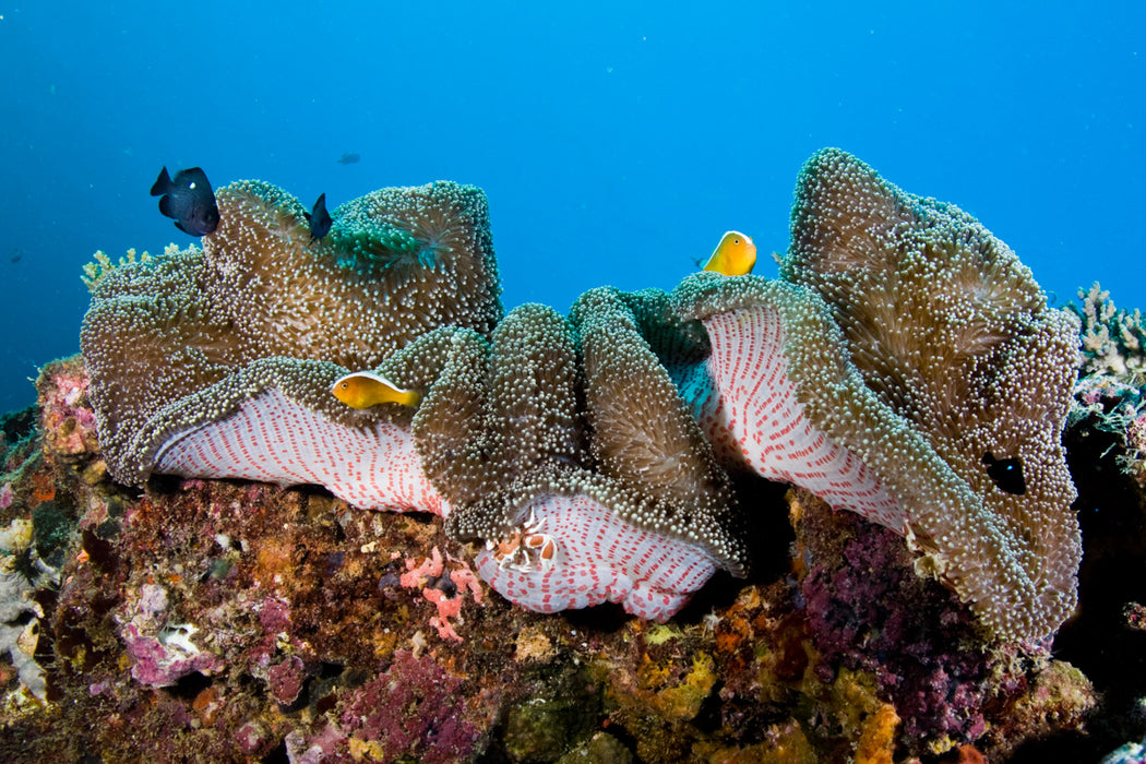 Outer Reef Or Muiron Island Dive And Snorkel Tour