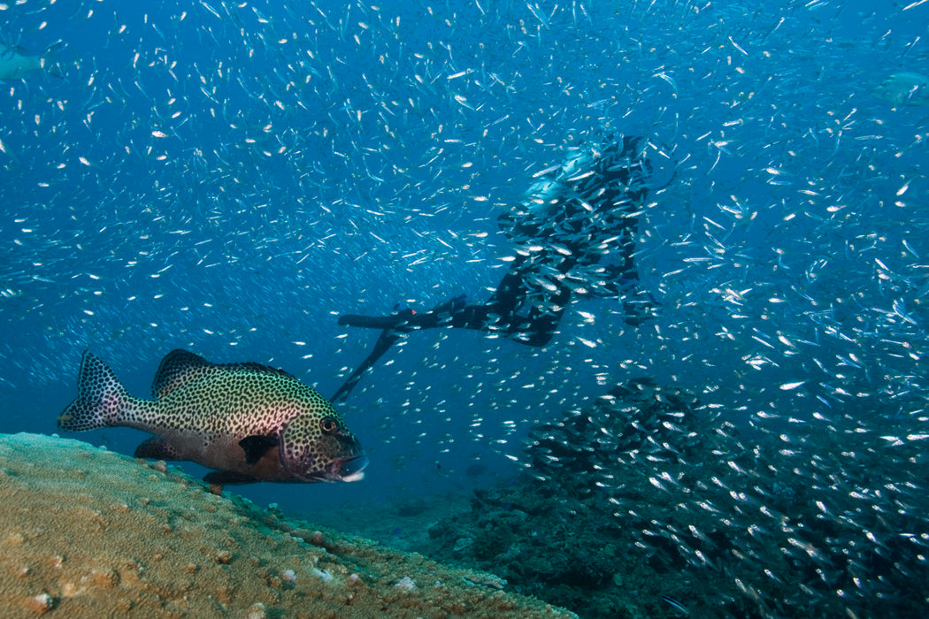 Outer Reef Or Muiron Island Dive And Snorkel Tour