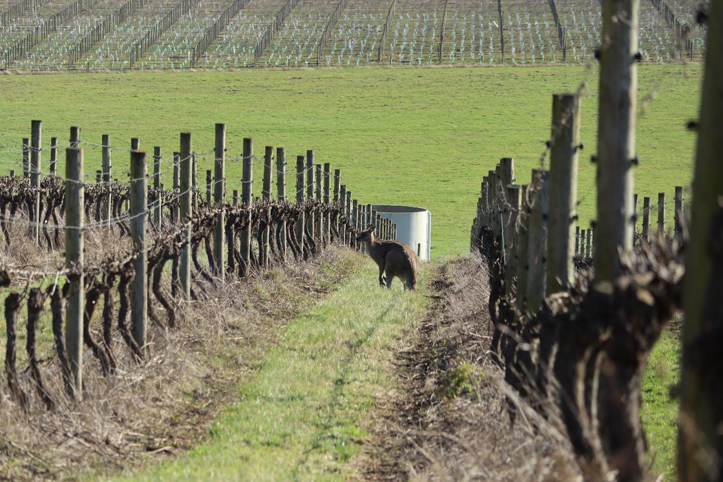 Yarra Valley Wine Tour - Full Day Public Tour