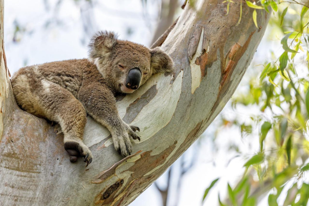 Gold Coast Eco Safari