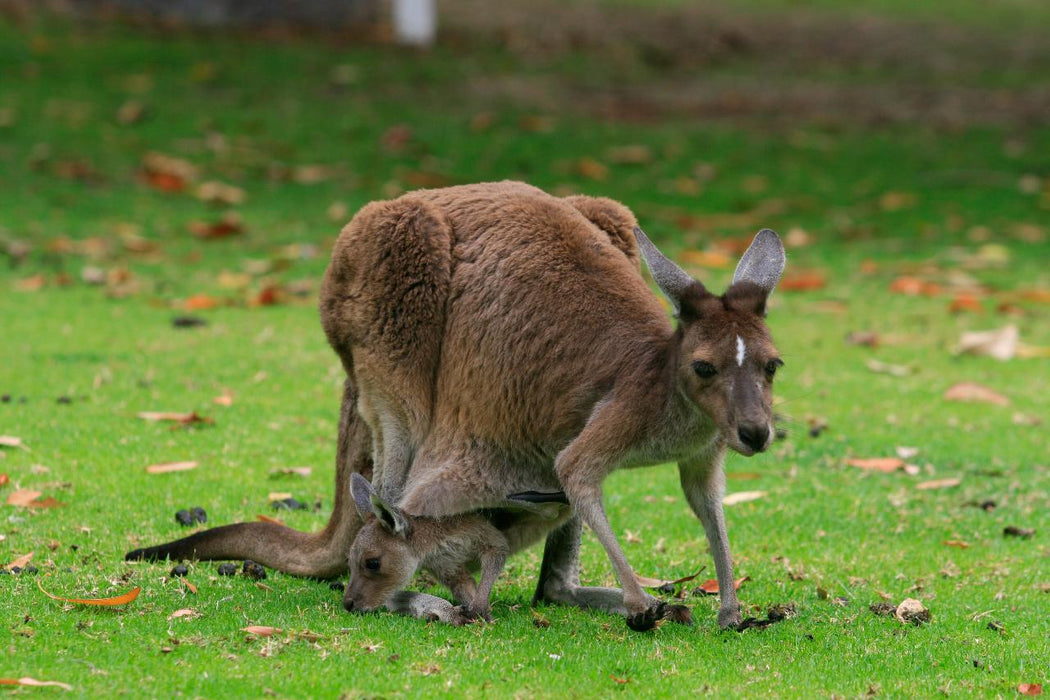 Photographing Australian Animals, Seascapes And Sunsets