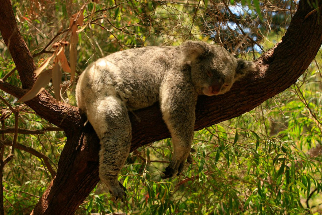 Photographing Australian Animals, Seascapes And Sunsets