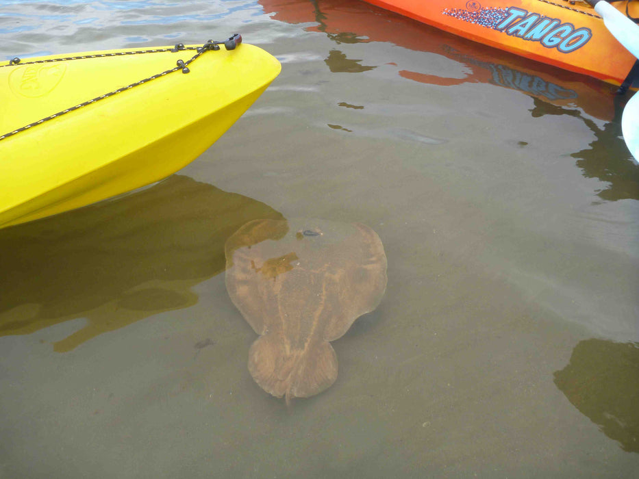 Glass Bottom Kayak Tour - Cullendulla Sanctuary