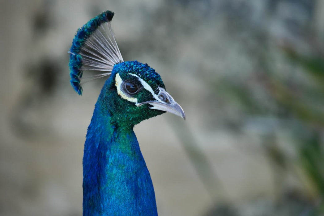 Rottnest Photographic Day Tour Without Ferry