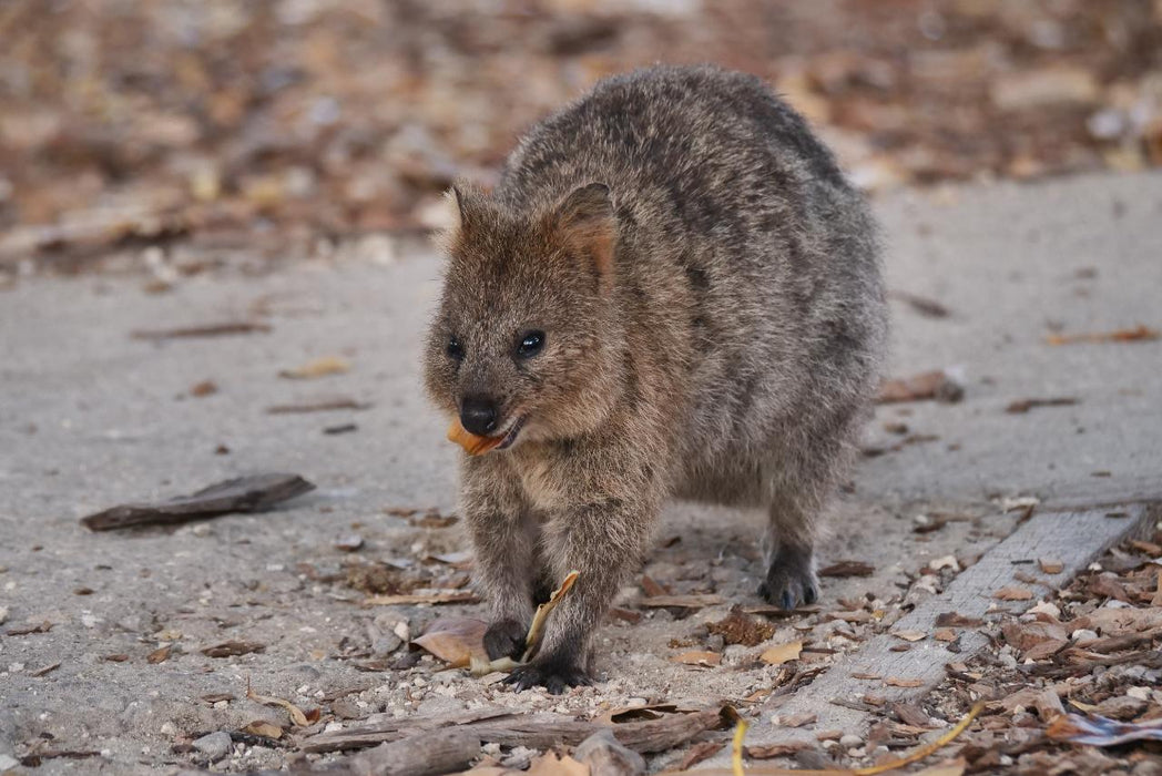 Rottnest Photographic Day Tour Without Ferry