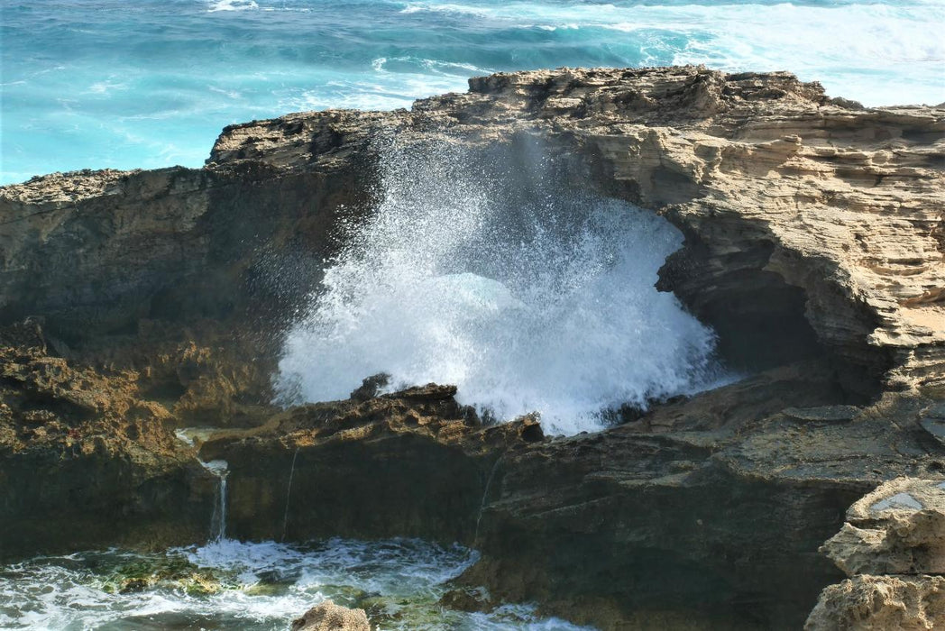 Rottnest Photographic Day Tour Without Ferry