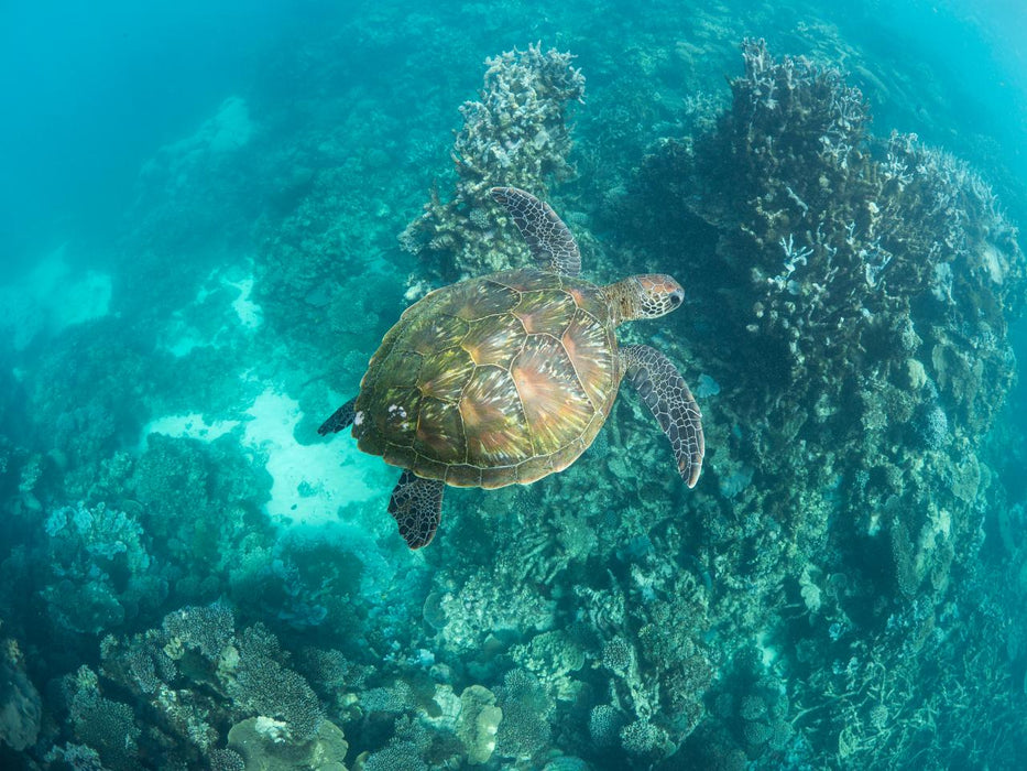 Manta Ray Tour - Half Day