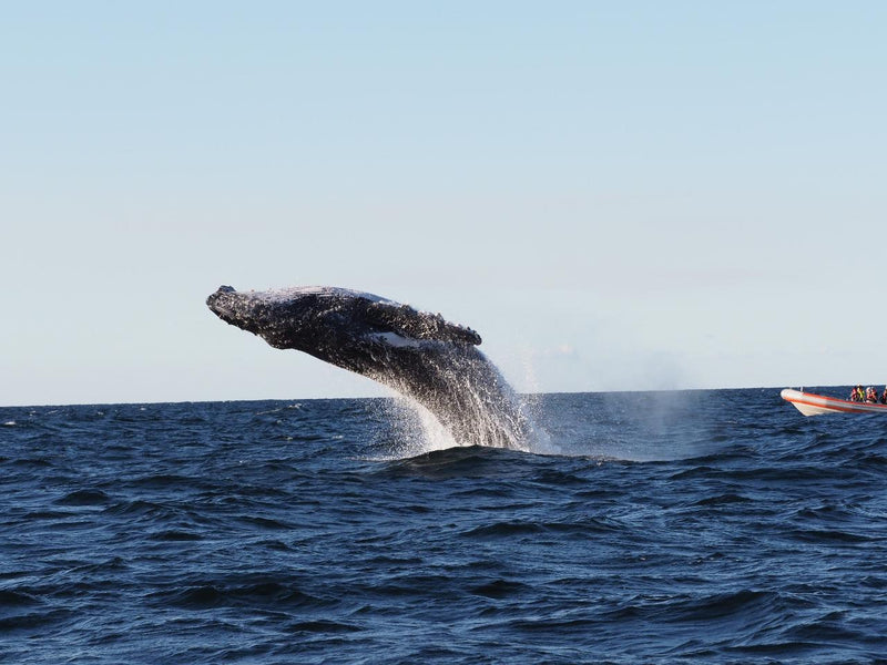 Safari-Style Whale Watching Gold Coast