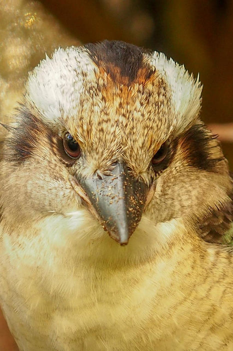 Photographing Australian Animals, Seascapes And Sunsets