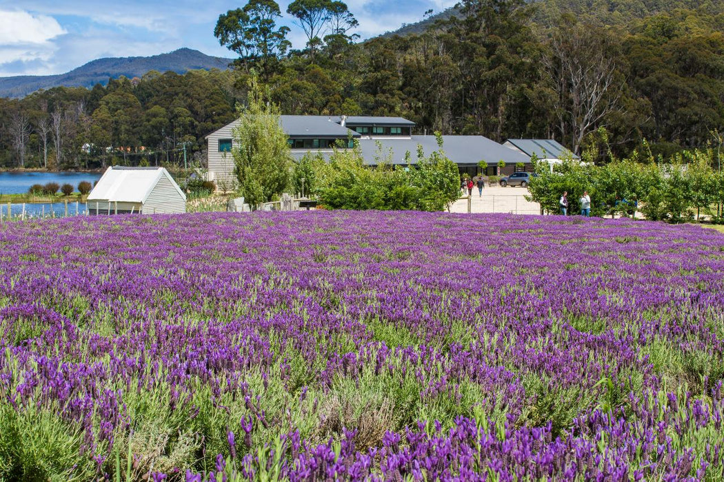 Port Arthur Shuttle And Tasman Sights