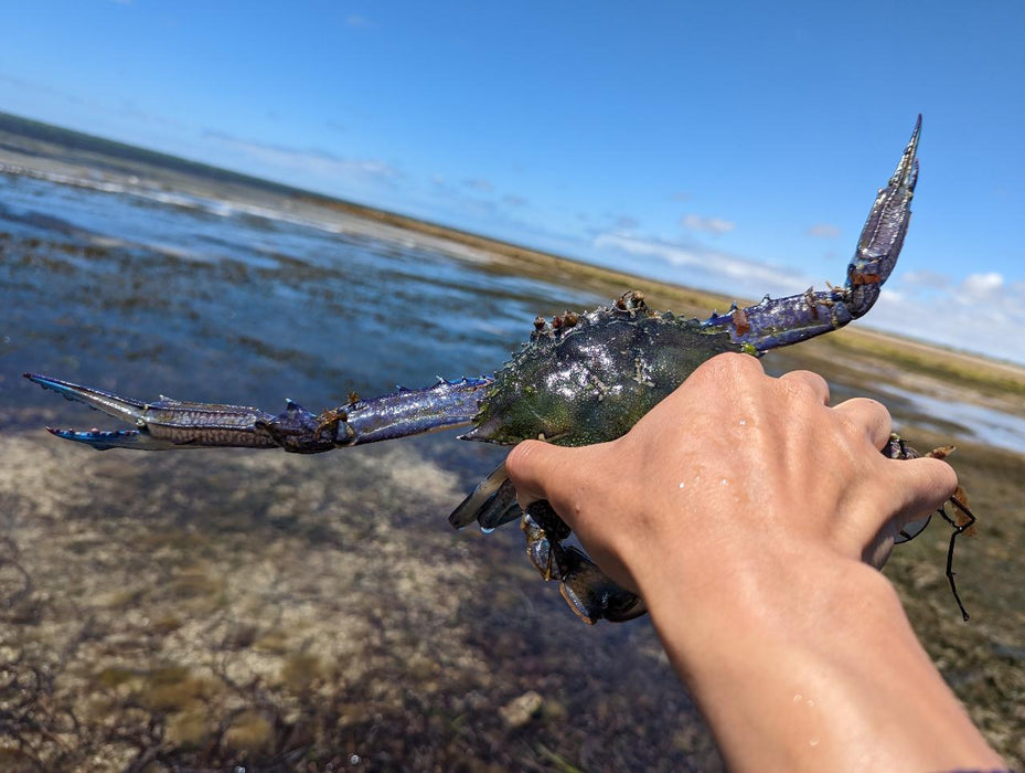 Yorke Peninsula Blue Swimmer Crab Catch N Dine