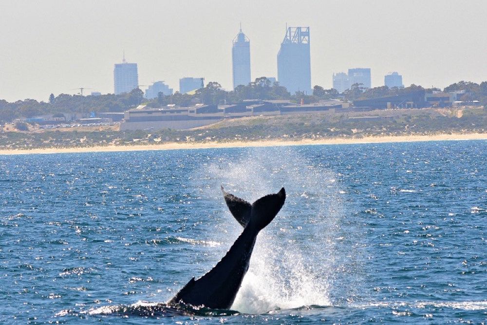 Whale Watch Perth