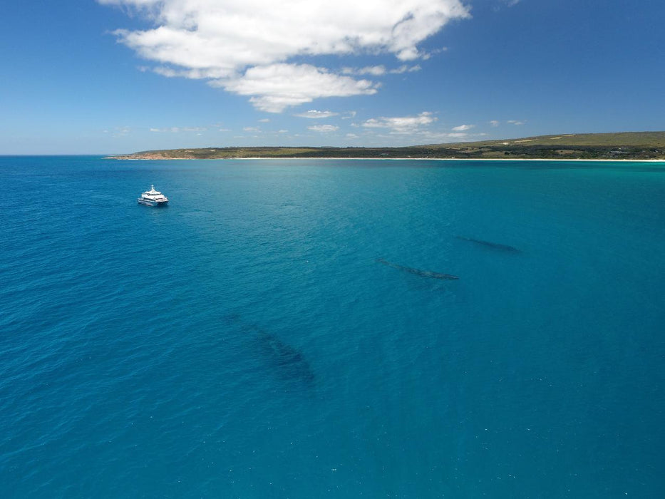 Dunsborough Whale Watching Eco Tours