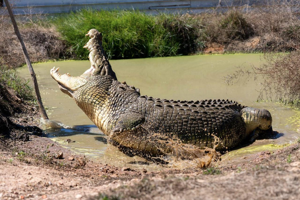 Top End Safari Camp Overnight Tour