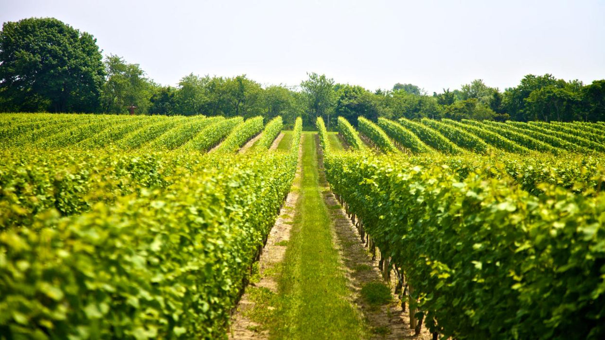 Half Day Winery Tour - Local Pickup From Mt Tamborine