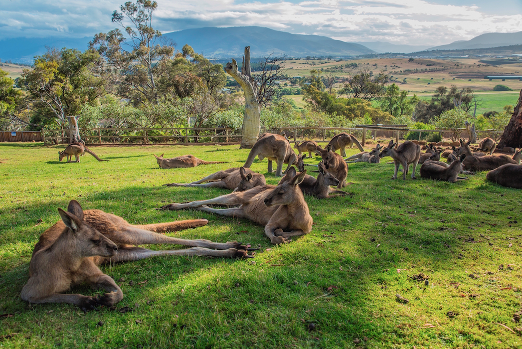 Hobart Highlights Day Tour