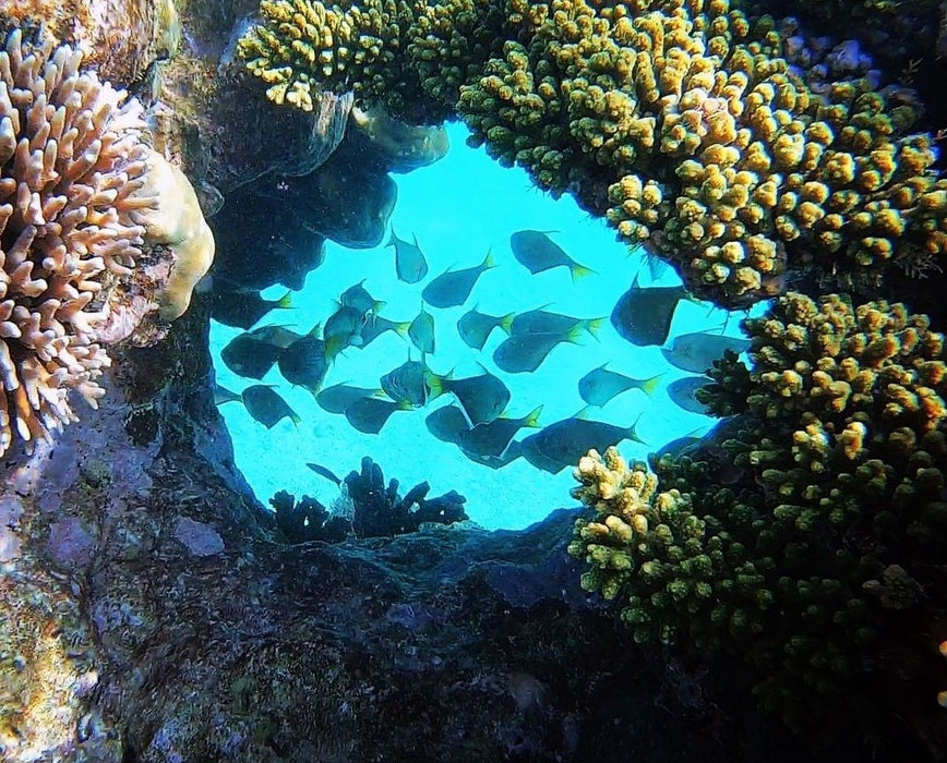 Coral Viewing Tour, Exmouth 1Hr