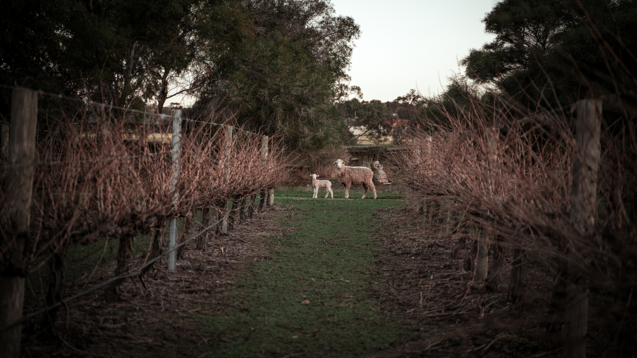 Vineyard Sustainability Tour & Tasting Experience At Maxwell Wines