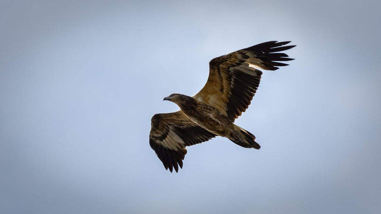 Maria Island National Park - Premium Private Photo-Oriented Day Tour