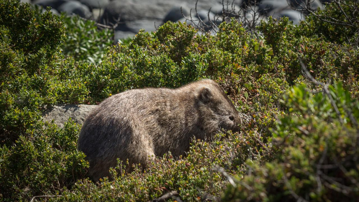 Maria Island National Park - Premium Private Photo-Oriented Day Tour