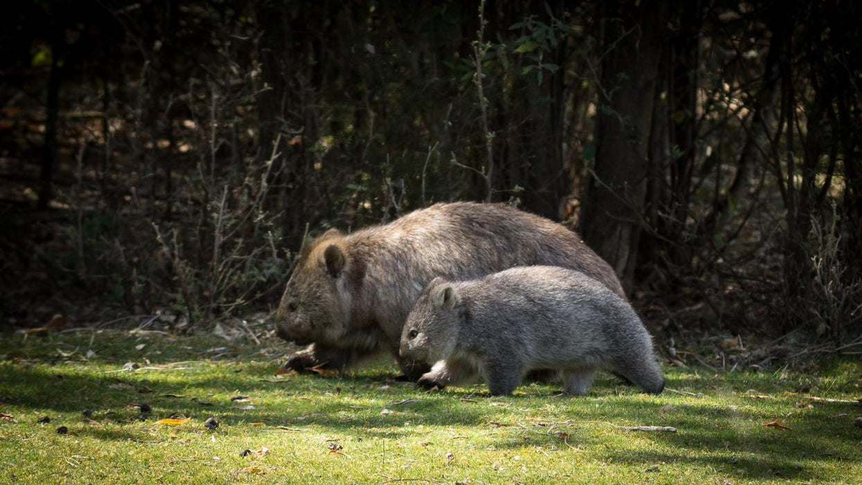 Maria Island National Park - Premium Private Photo-Oriented Day Tour