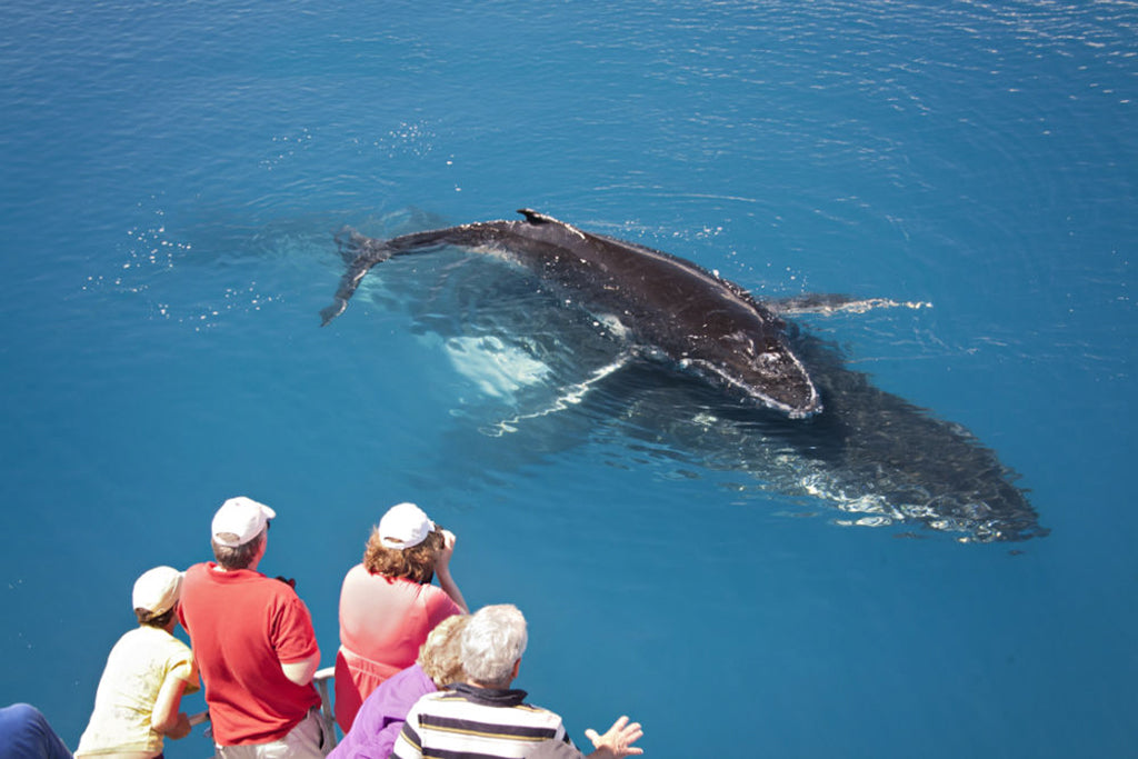 Half Day Whale Watching Encounter