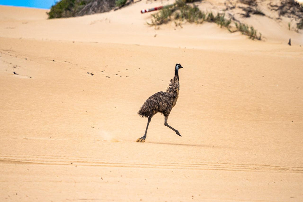 Coffin Bay - Oyster, Off-Road Sightseeing 4Wd Full-Day Tour