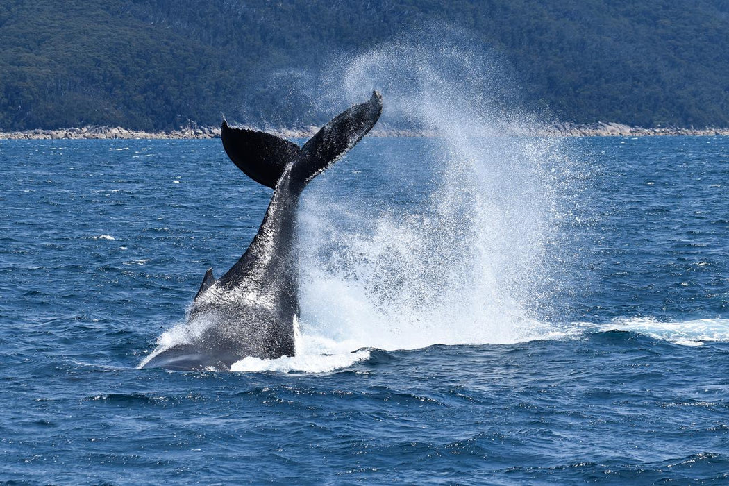 Wilsons Prom Whale Cruise