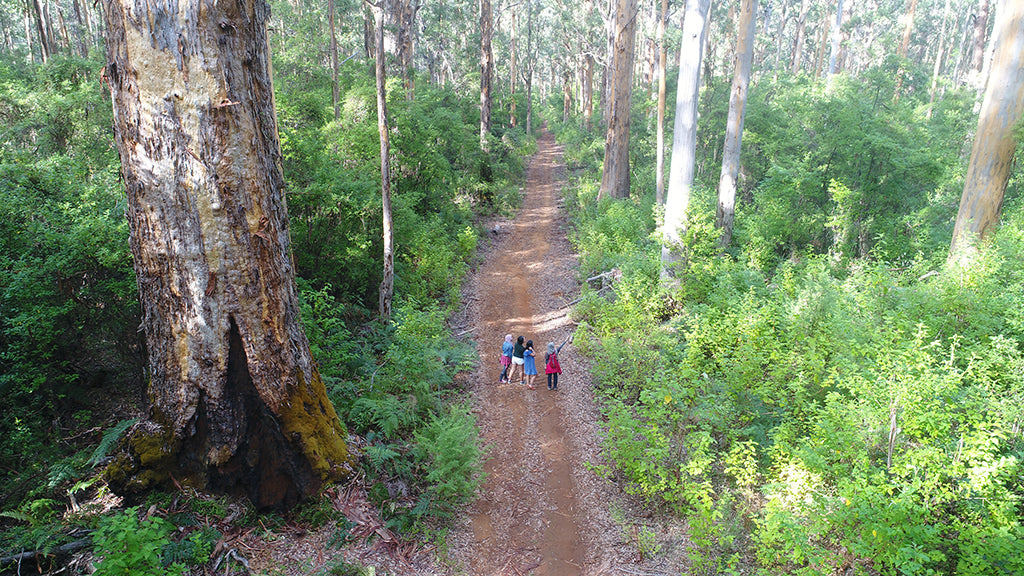 Beach & Forest Eco Adventure