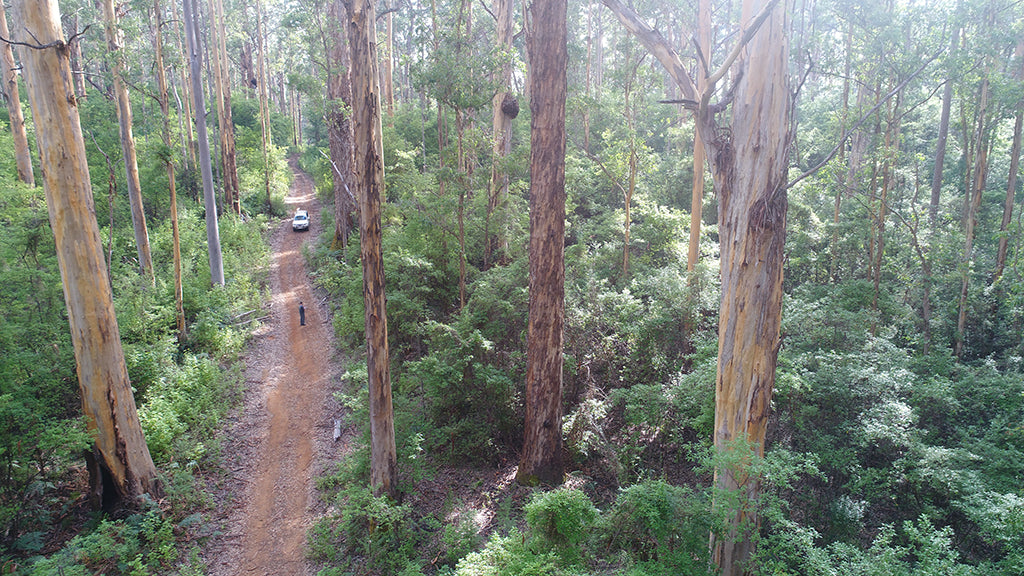 Beach & Forest Eco Adventure