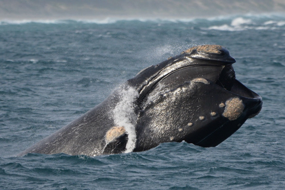 Whale Watch Augusta