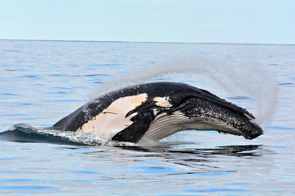 Whale Watch Augusta