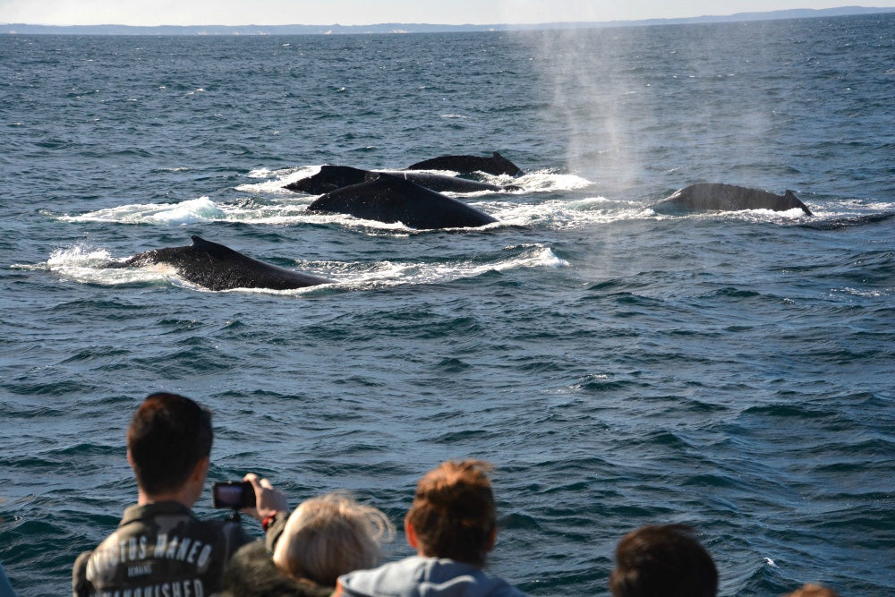 Whale Watch Augusta