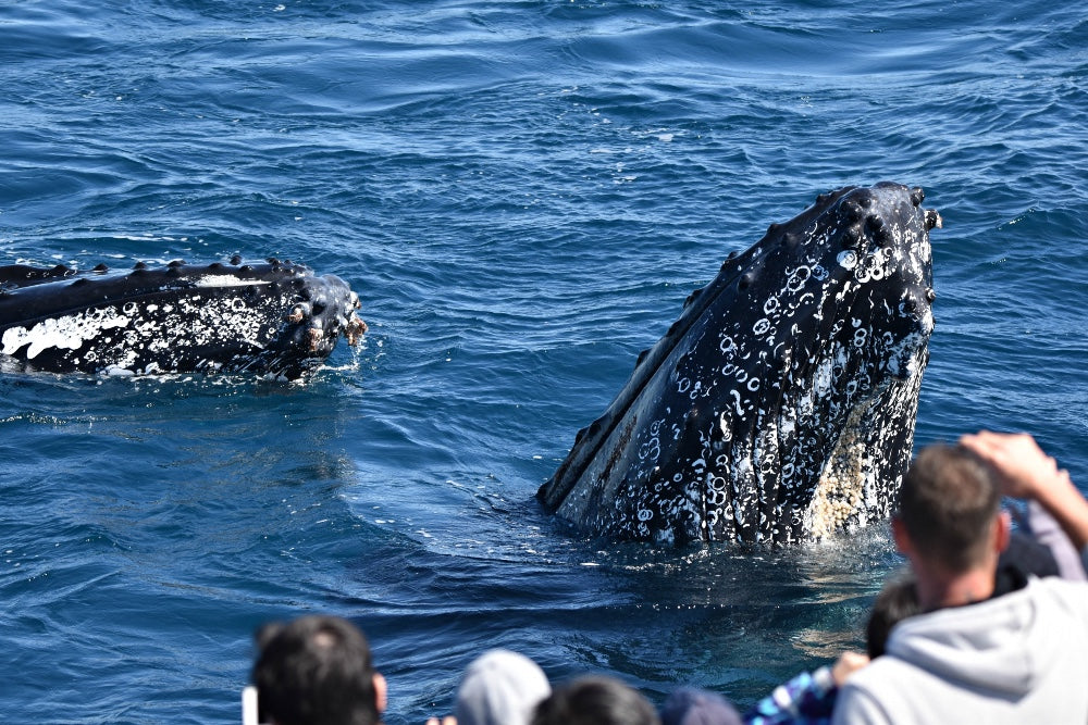 Whale Watch Augusta