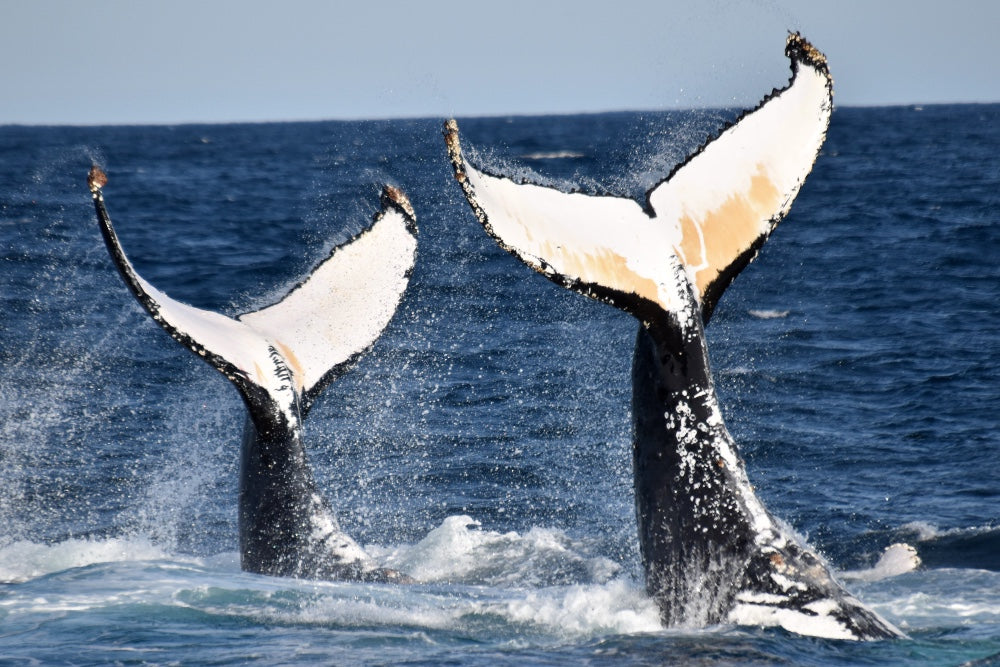 Whale Watch Augusta