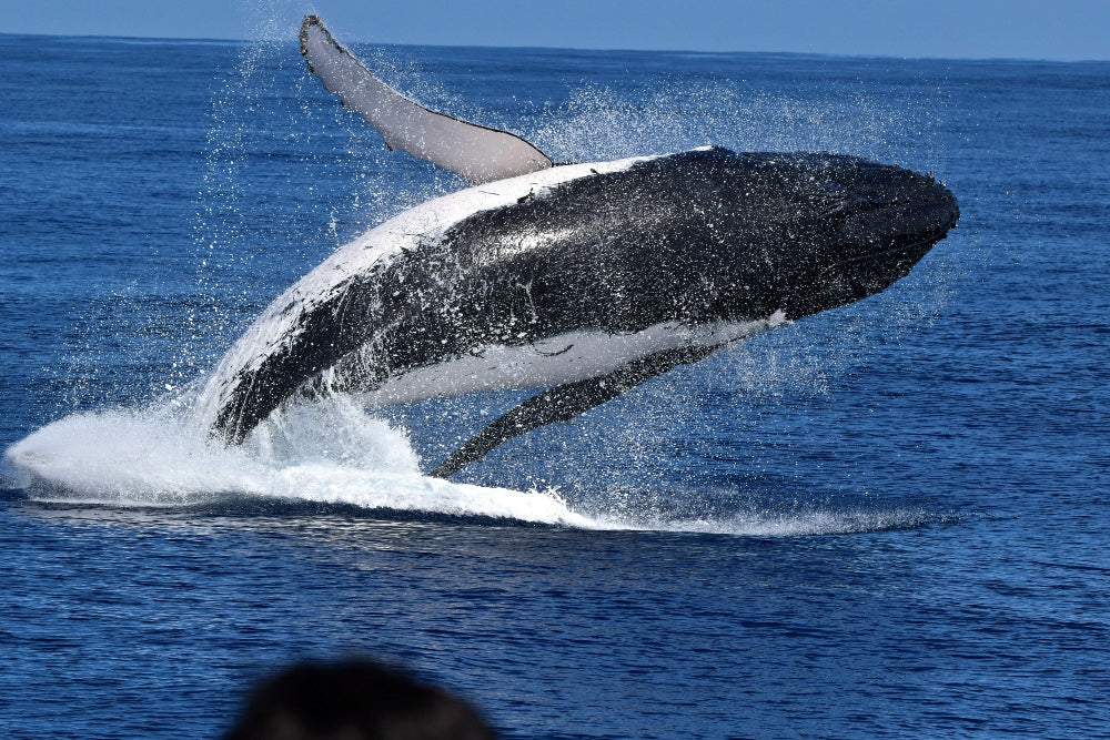 Whale Watch Perth