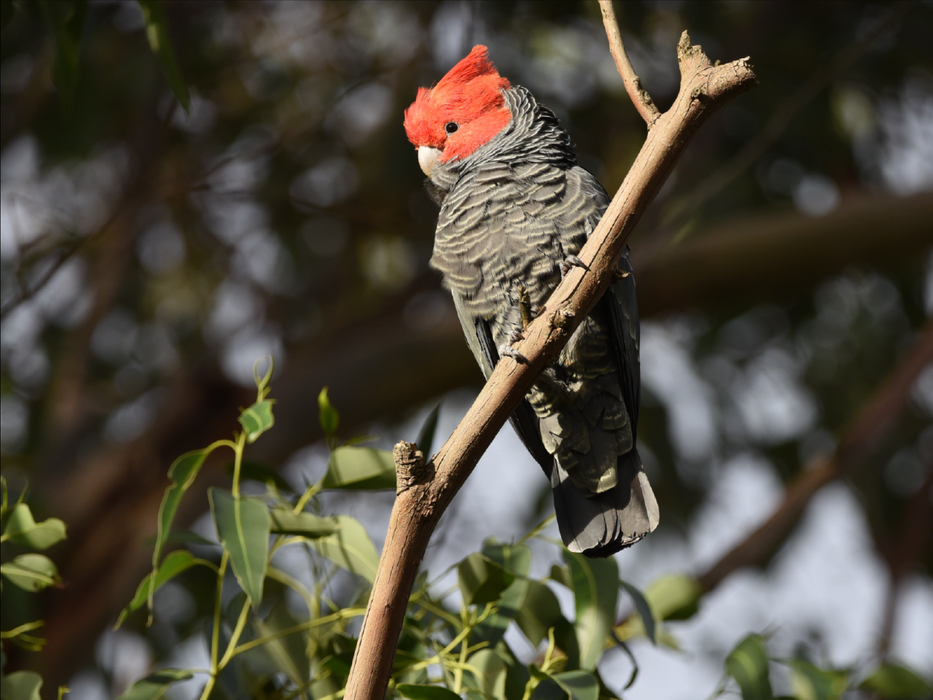 Best Of Wildlife And Birds Tour - Canberra