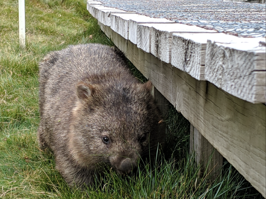 Best Of Wildlife And Birds Tour - Canberra