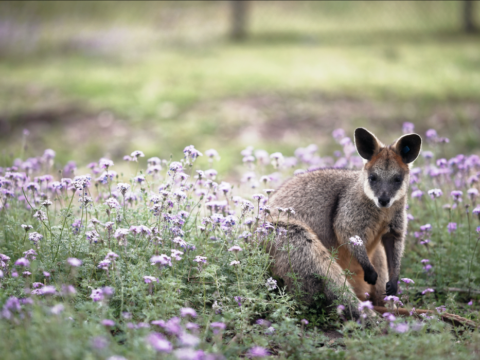 Best Of Wildlife And Birds Tour - Canberra