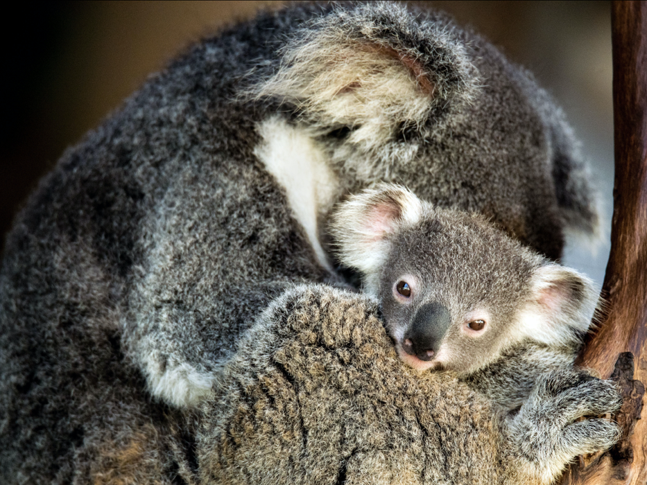 Best Of Wildlife And Birds Tour - Canberra