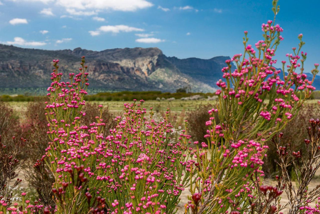 Autopia Tours: Great Ocean Road To Grampians 3 Day