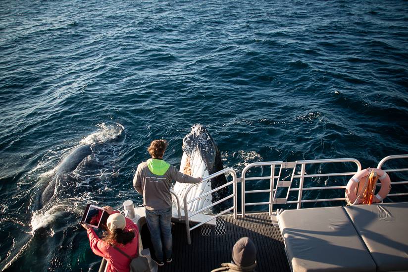 Augusta Whale Watching Eco Tours - We Wander