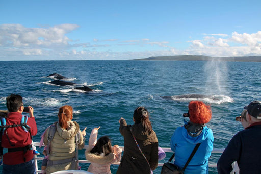 Augusta Whale Watching Eco Tours - We Wander