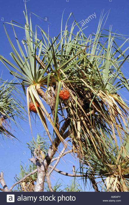 Litchfield Park Adventures + Berry Springs Natural Reserve