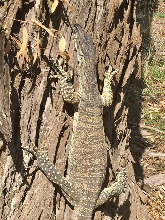 Australian Bush Delights - Hattah National Park Tour - We Wander