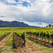 Autopia Tours: Hunter Valley Scenic Wine & Dine Day Tour - We Wander