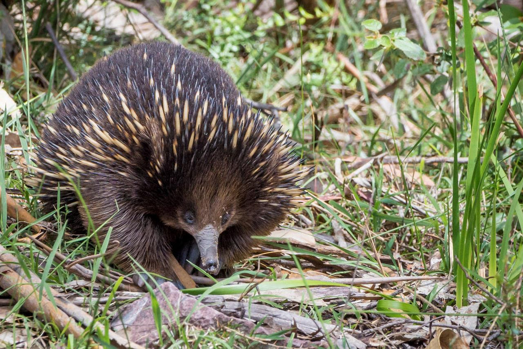 Autopia Tours: Great Ocean Road To Grampians 2 Day